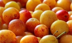 Nectar de mirabelle bio x6