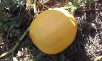 Melonnette jaspée de vendée
