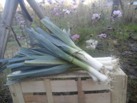 Poireaux 'bleu de solaize' (netp)