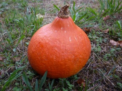 Potimarron