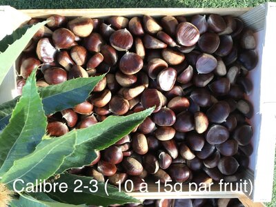 Chataignes “bouche de betizac” calibre 2-3