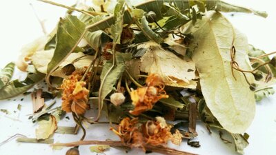 Infusion du berger