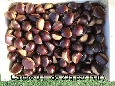 Chataignes “bouche de betizac” calibre 0