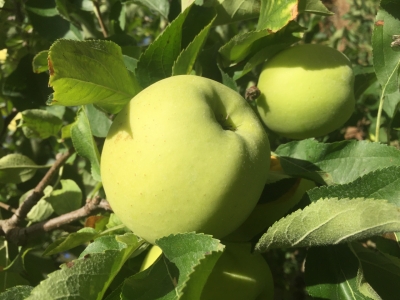 Pommes golden