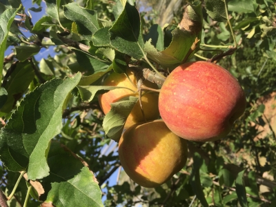 Lot pommes rubinette
