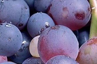 Raisin de table: muscat de hambourg (500g)