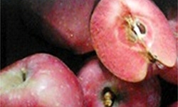 Pomme coeur rouge bio