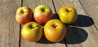 Pomme