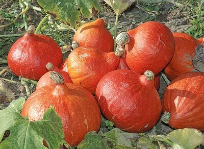 Potimarron