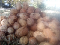 Noix franquette moyen-gros calibre