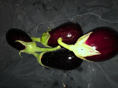 Petites aubergines