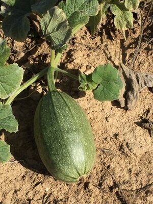 Courges verte ou jaune