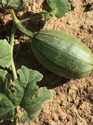 Courges vertes / jaune