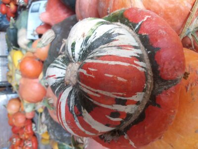 Potiron giraumon turban
