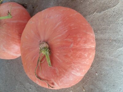 Potiron rouge