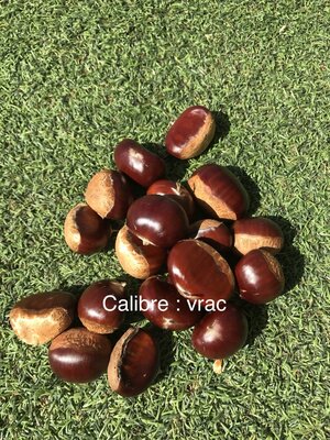 Châtaignes “marigoule” vrac