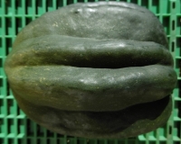 Courge acorn