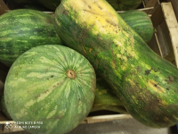 Pleine de naples 1kg