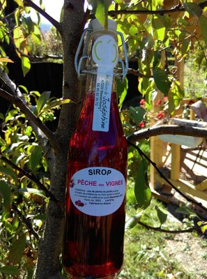Pêche de vignes