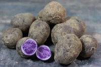 Pommes de terre nouvelles bleue d'artois. sac de 2 kg