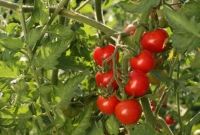 Tomates cerises sans traitements
