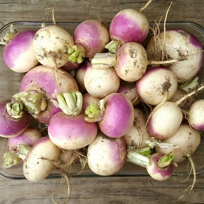 Navet violet