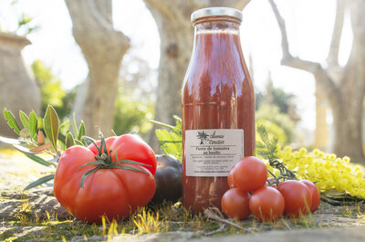 Coulis / purée de tomates basilic