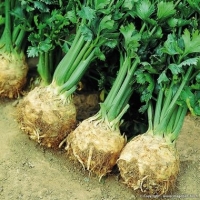 Céleri rave ( n et p )