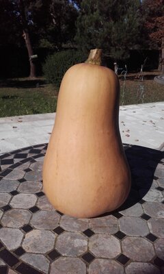 Butternut et / ou mini-butternut