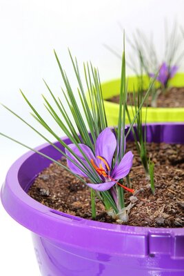 Pot violet de bulbes à safran