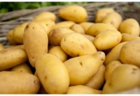 Pomme de terre  charlotte calibre 35/65