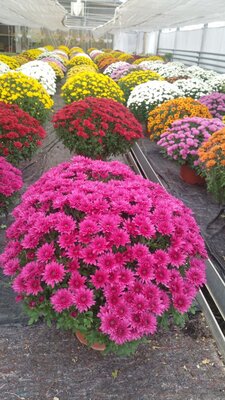 Chrysanthème pomponnettes