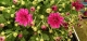 Chrysanthème pomponnettes - image 4
