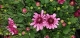 Chrysanthème pomponnettes - image 5