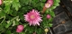 Chrysanthème pomponnettes - image 6