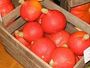 Potimarron