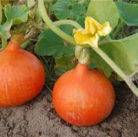 Potimarron bio orange ou vert