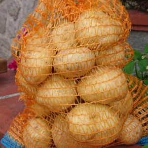 Pomme de terre sirtema récolte 2020