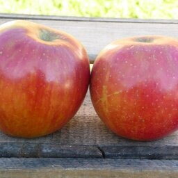 Pomme rubinette