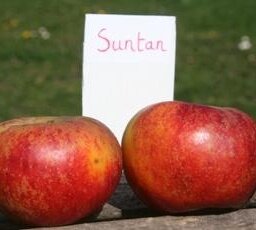 Pomme suntan