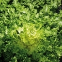 Salade d'hiver chicorée frisée issue du potager bio de servigny