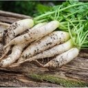 Radis japonais daïkon issu du potager bio de servigny