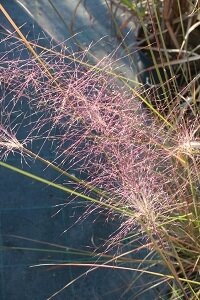 Muhlenbergia cappilaris