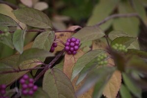 Callicarpa dich. issai 40/60 (arbuste aux bonbons)