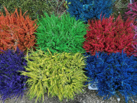 Callune teinté pot 10 cm