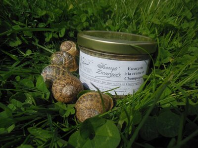 Escargots au champagne et à la crème