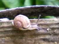 Bocal de 5 douzaines de petits