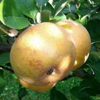 Pommes reinette grise du canada
