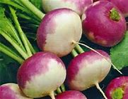 Navet petit rose en botte