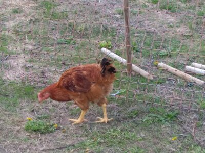 Poulet fermier